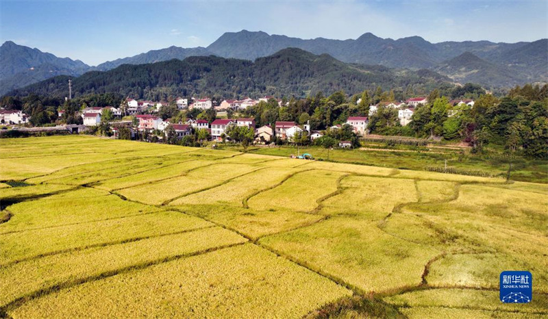 Shaanxi : la scène des rizières dorées, signe d'une récolte fructueuse