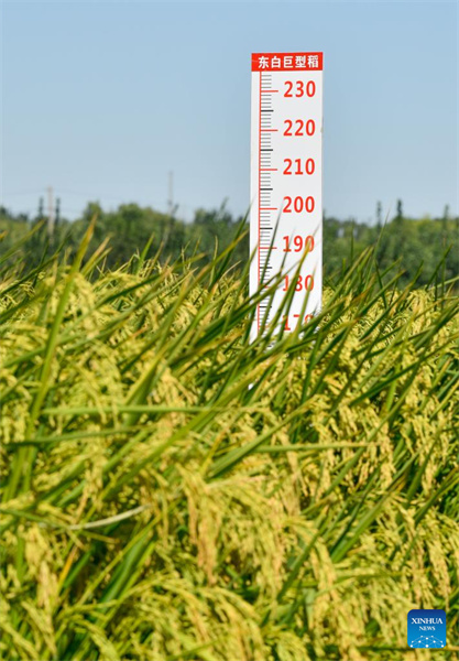 Le ? riz géant ? va entrer dans la saison de la récolte en octobre à Tianjin