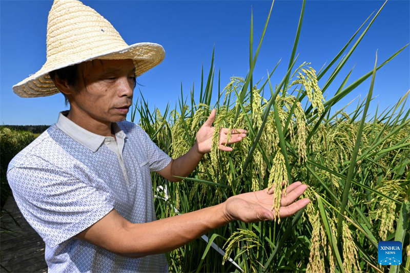 Le ? riz géant ? va entrer dans la saison de la récolte en octobre à Tianjin