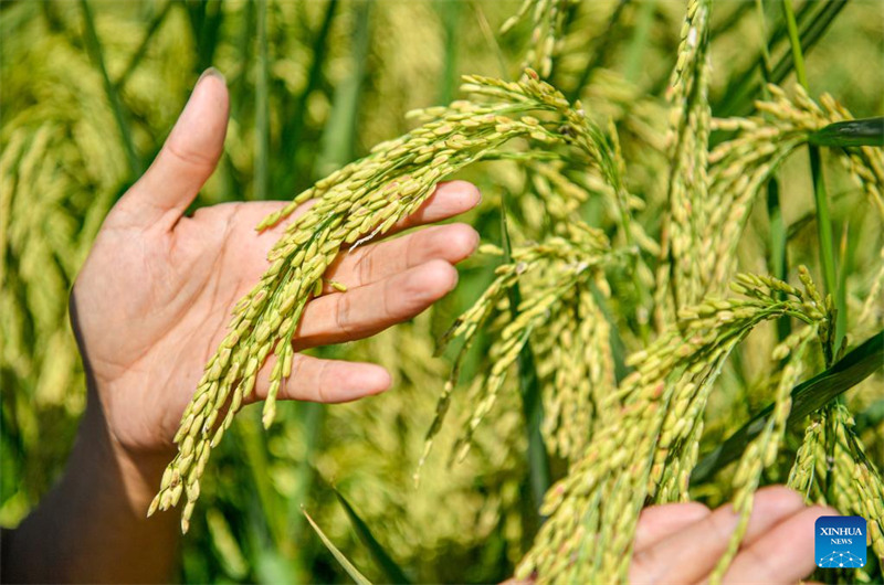 Le ? riz géant ? va entrer dans la saison de la récolte en octobre à Tianjin