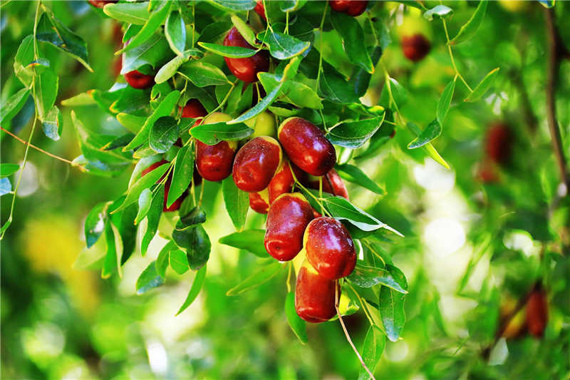 Xinjiang : la cueillette des jujubes précoces occupe les agriculteurs