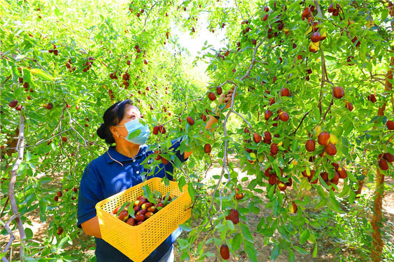 Xinjiang : la cueillette des jujubes précoces occupe les agriculteurs