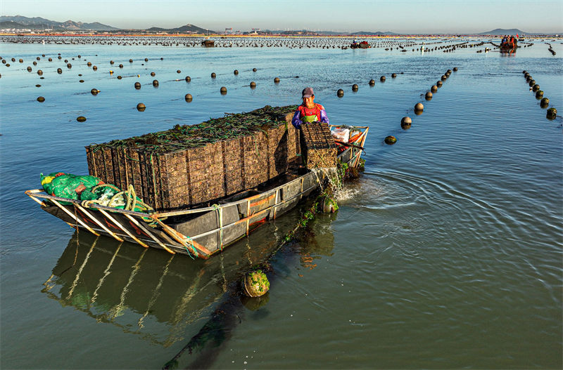 Shandong : l'industrie caractéristique autour de l'abalone dans une commune c?tière