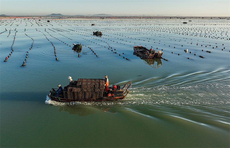 Shandong : l'industrie caractéristique autour de l'abalone dans une commune c?tière