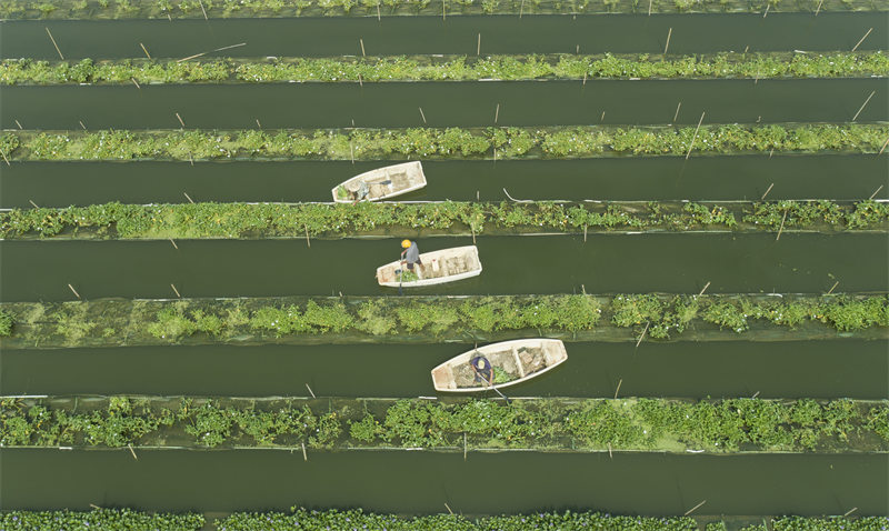 Jiangxi : les agriculteurs récoltent les légumes plantées à la surface de l'eau dans la base des nouvelles industries agricoles