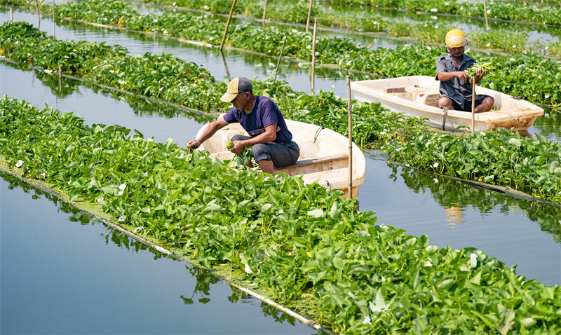 Jiangxi : les agriculteurs récoltent les légumes plantées à la surface de l'eau dans la base des nouvelles industries agricoles