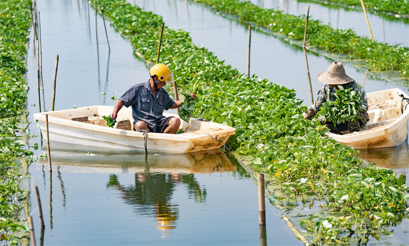 Jiangxi : les agriculteurs récoltent les légumes plantées à la surface de l'eau dans la base des nouvelles industries agricoles