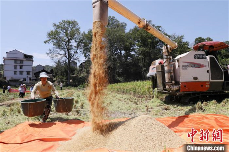 Guizhou : épis de riz odorants, machines agricoles occupées à la récolte