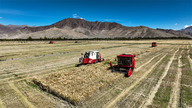 Rikaze, le grenier du Tibet, célèbre la récolte d'automne