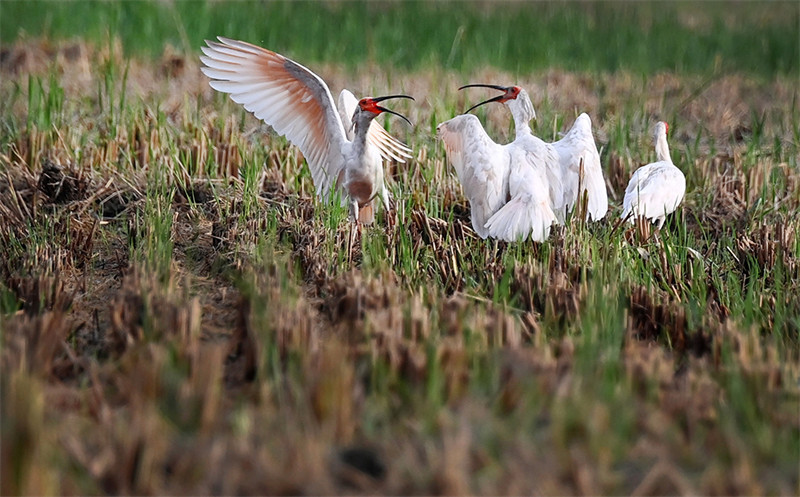 Shaanxi : les ibis nippons volent et jouent dans les rizières