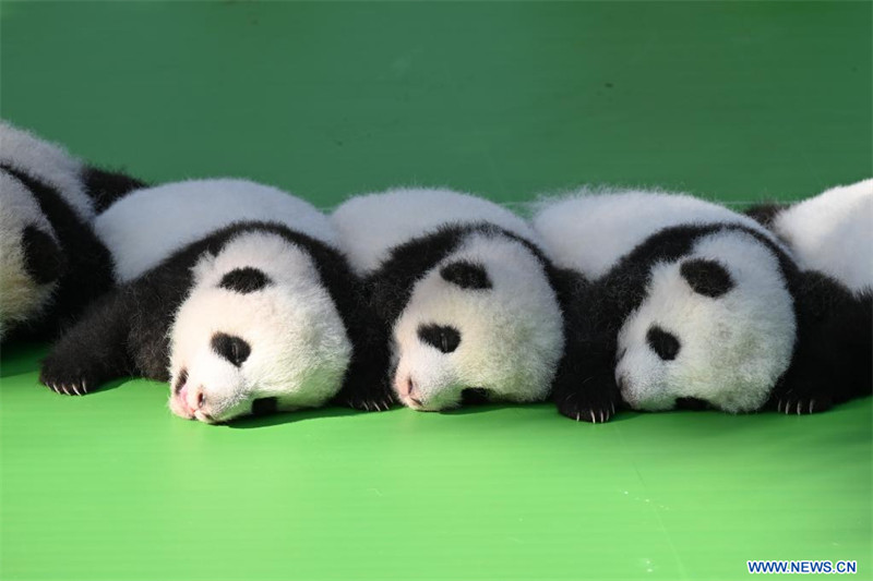 Chine : première apparition publique de bébés pandas géants dans une base d'élevage