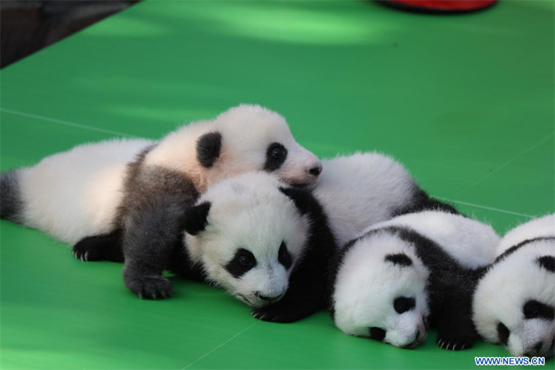 Chine : première apparition publique de bébés pandas géants dans une base d'élevage