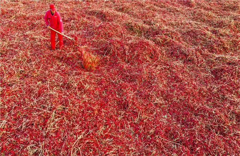 Xinjiang : la récolte du piment désormais entièrement mécanisée à Karamay