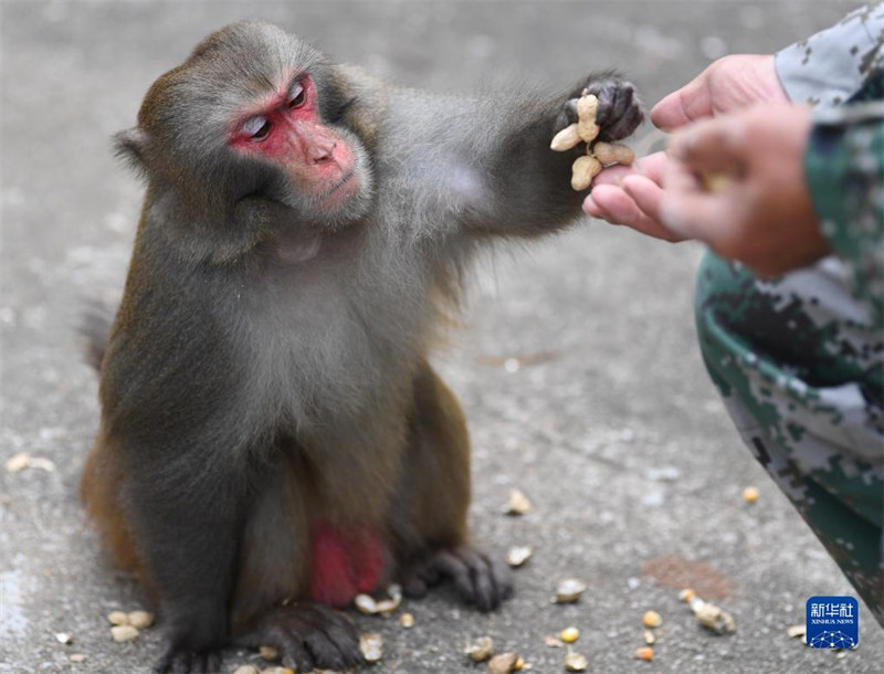 Guangdong : un ? père des singes ? garde une ?le depuis 33 ans