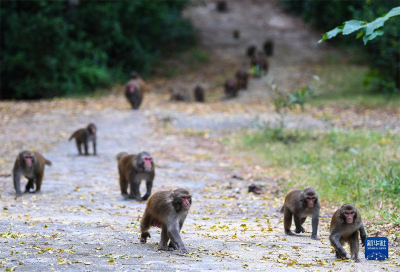 Guangdong : un ? père des singes ? garde une ?le depuis 33 ans