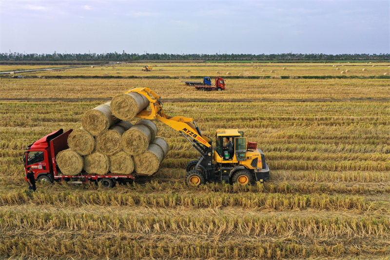 Anhui : l'utilisation de la paille renforce l'efficacité de la protection environnementale à Susong