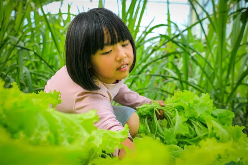 Cette école primaire rurale de Yunnan consomme les matières alimentaires plantées par elle-même