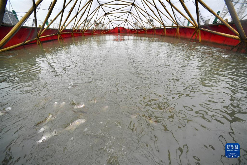 Fujian : les plateformes d'élevage en mer profonde et lointaine contribuent à moderniser et à revitaliser la pêche