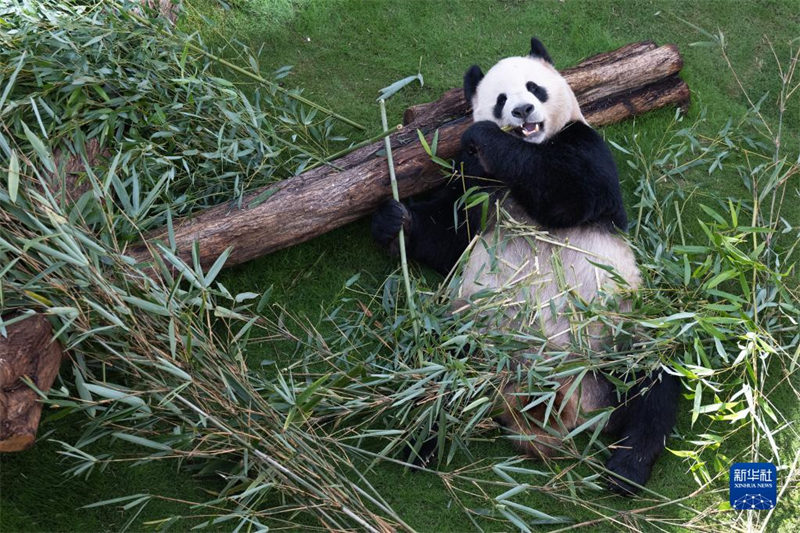 La Maison du Panda au Qatar ouvre officiellement ses portes au public