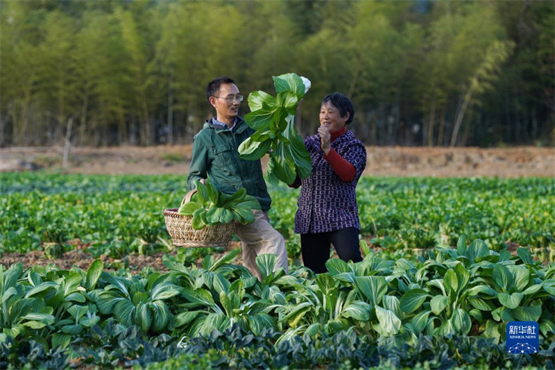 Anhui: la ? bo?te aveugle des légumes ?, recette commerciale des agriculteurs de la nouvelle génération