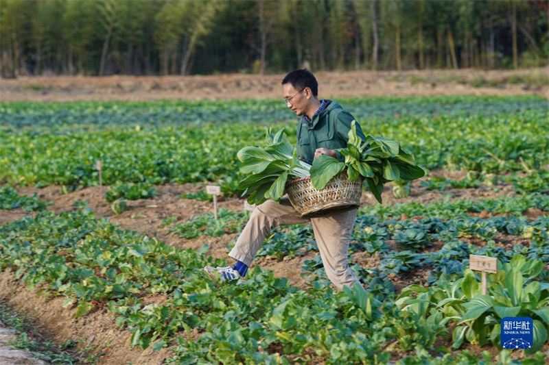 Anhui: la ? bo?te aveugle des légumes ?, recette commerciale des agriculteurs de la nouvelle génération