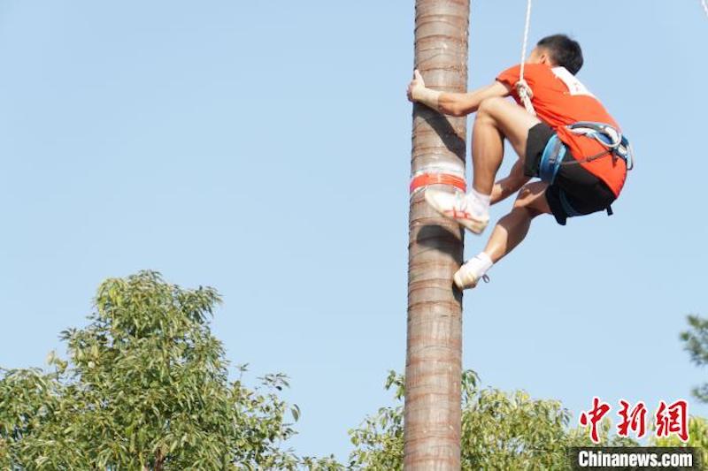 Grimper aux cocotiers, une épreuve spéciale des Jeux sportifs traditionnels des minorités du Guangxi