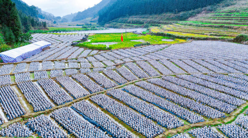 Guangxi : la culture des champignons noirs sur les champs libres en hiver permettent de ? paver ? de riches routes à Longlin