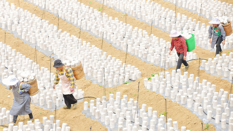 Guangxi : la culture des champignons noirs sur les champs libres en hiver permettent de ? paver ? de riches routes à Longlin