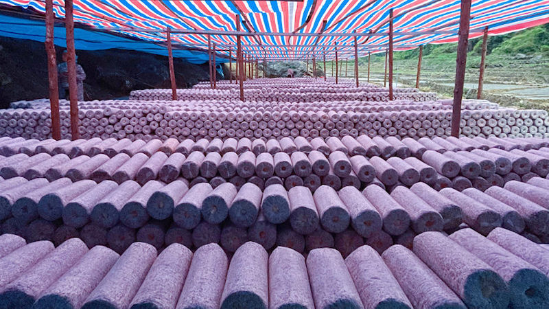 Guangxi : la culture des champignons noirs sur les champs libres en hiver permettent de ? paver ? de riches routes à Longlin