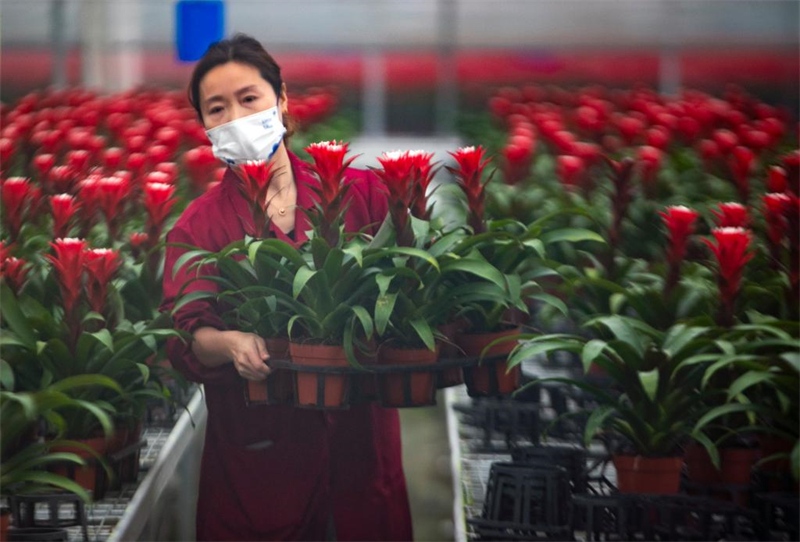 Jiangsu : une serre intelligente assure la production et la vente des fleurs en hiver à Taizhou