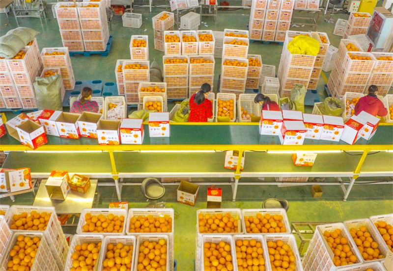 Hubei : les oranges d'hiver récoltées pour approvisionner le marché à Zigui