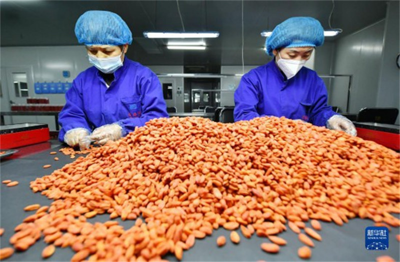 Ningxia : l'industrie des baies de goji inaugure un ? bon départ ? cette année