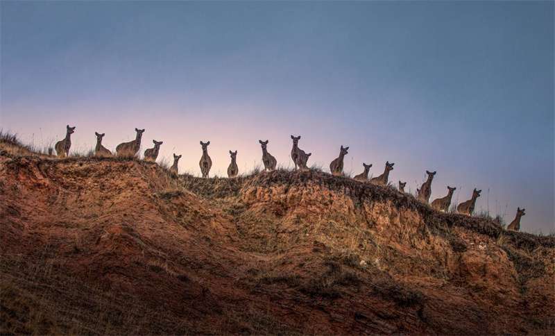 L'amour du plateau du photographe écologique Jiao Shengfu