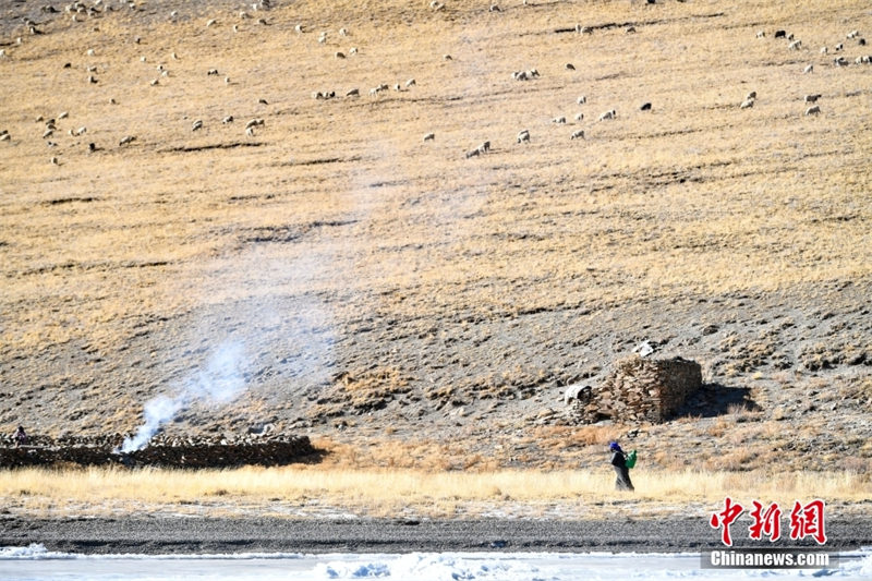 Tibet: les bergers mènent leurs troupeaux vers l'?le de Huxin pour passer la période la plus froide de l'hiver