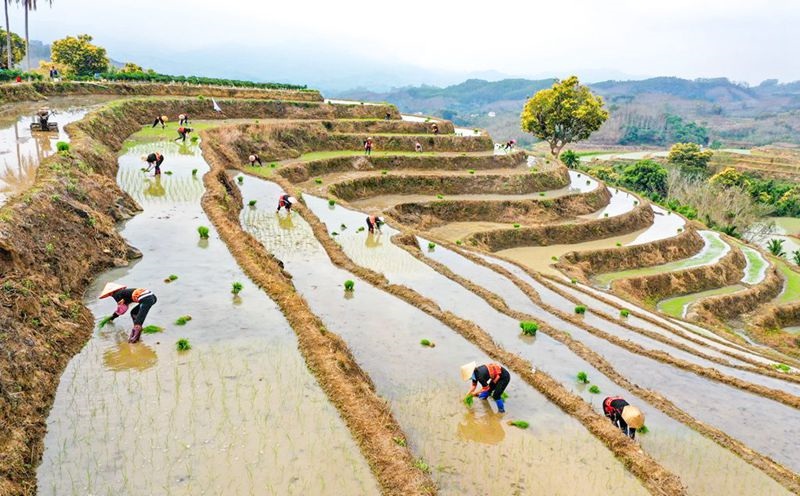 Hainan : les champs en terrasses de Yahu à Wuzhishan décorés pour le printemps, les agriculteurs occupés en joie