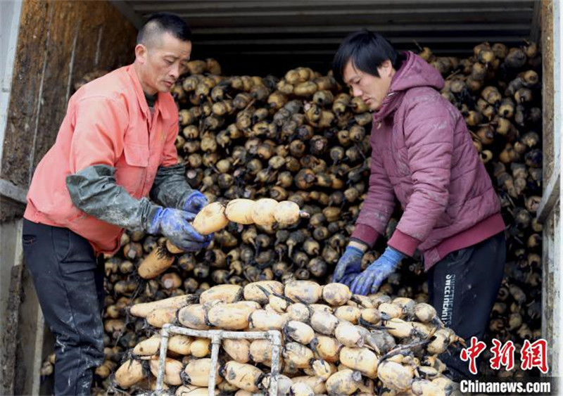 Anhui : l'industrie de la racine de lotus contribue à augmenter les revenus des habitants locaux à Feixi