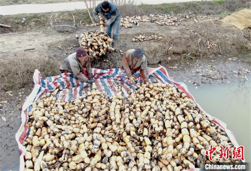 Anhui : l'industrie de la racine de lotus contribue à augmenter les revenus des habitants locaux à Feixi