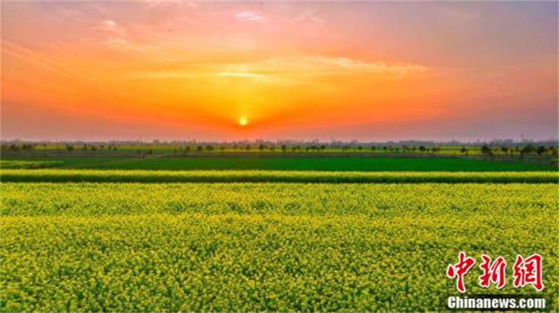 Hubei : à Dangyang, mille mu de champs de colza ressemblent à une peinture à l'huile