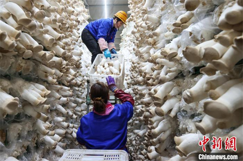 Guizhou : l'industrie des champignons comestibles de Daozhen favorise l'emploi et augmente les revenus