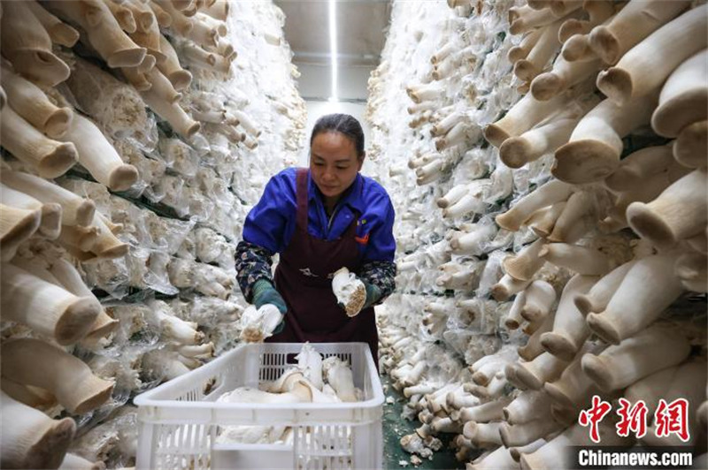 Guizhou : l'industrie des champignons comestibles de Daozhen favorise l'emploi et augmente les revenus