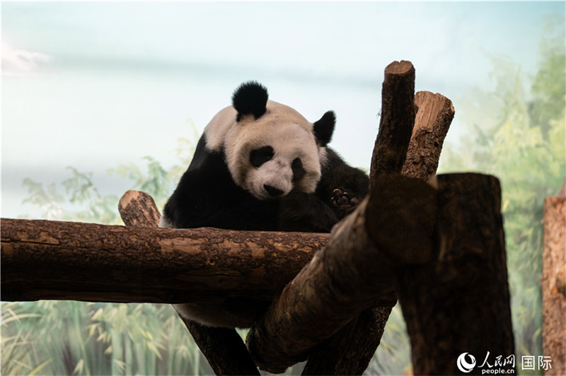 La star des stars : au zoo de Moscou, le panda Ding Ding fait le bonheur des visiteurs