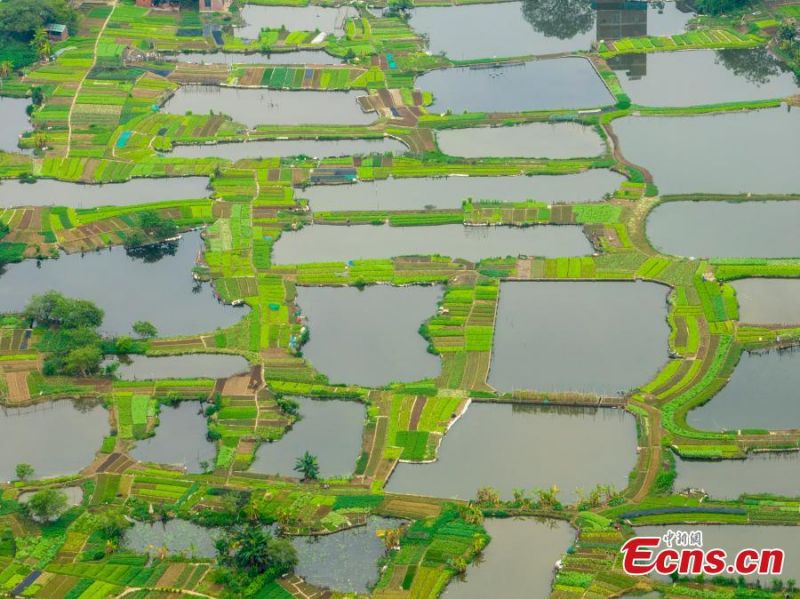 Guangxi?: la combinaison de champs de légumes et?d'étangs?piscicoles?crée un système durable