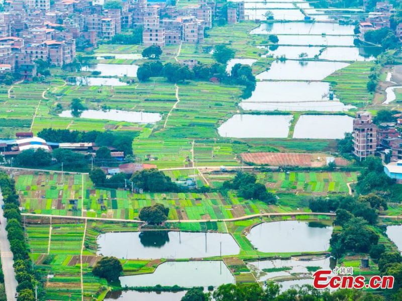 Guangxi?: la combinaison de champs de légumes et?d'étangs?piscicoles?crée un système durable