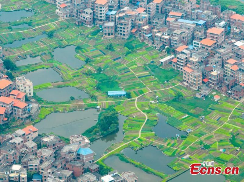 Guangxi?: la combinaison de champs de légumes et?d'étangs?piscicoles?crée un système durable