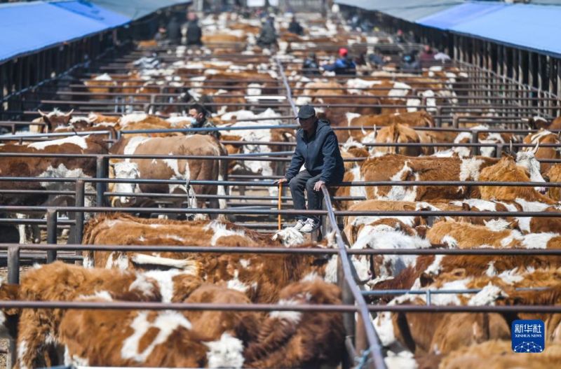 Mongolie intérieure : le marché animé aux bestiaux?à Tongliao