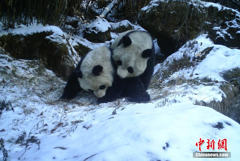 Sichuan : une mère panda sauvage apprend à son petit les techniques de survie à Mianyang