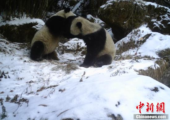 Sichuan : une mère panda sauvage apprend à son petit les techniques de survie à Mianyang