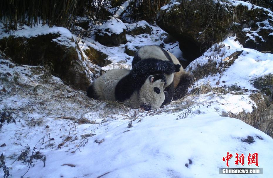 Sichuan : une mère panda sauvage apprend à son petit les techniques de survie à Mianyang