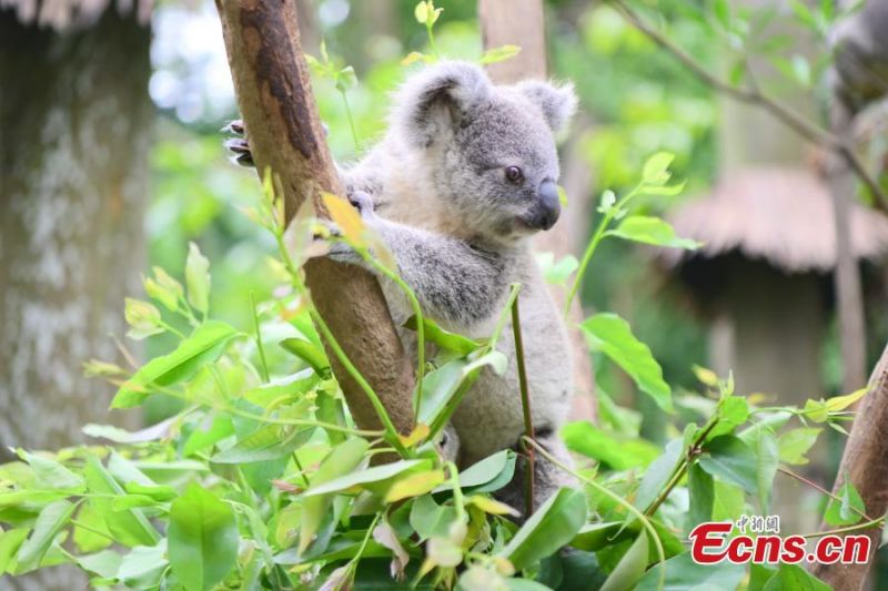 Guangdong : un koala issu d'une famille de huit générations rencontre le public à Guangzhou