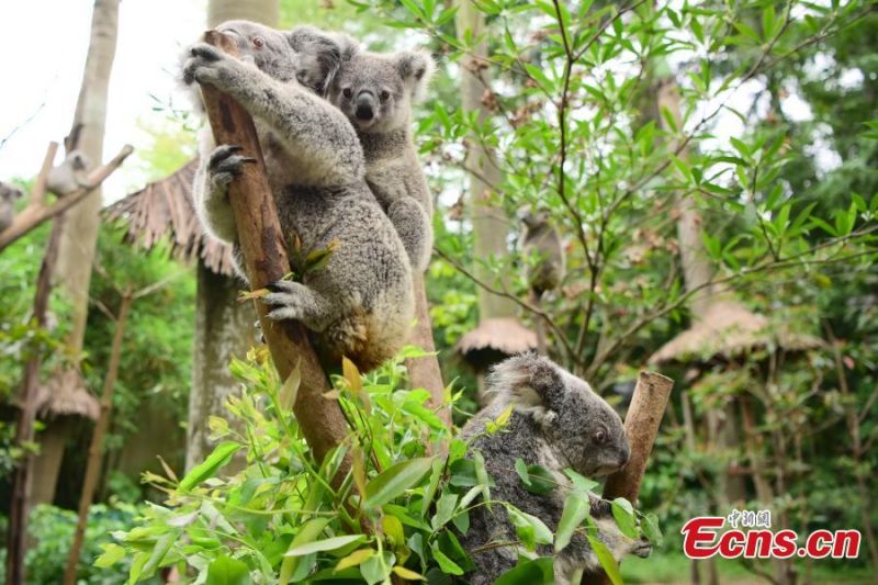 Guangdong : un koala issu d'une famille de huit générations rencontre le public à Guangzhou